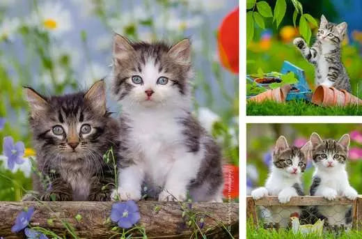 Jigsaw Puzzle<br> 49 Pieces (x3)<br> Cuddly Kittens