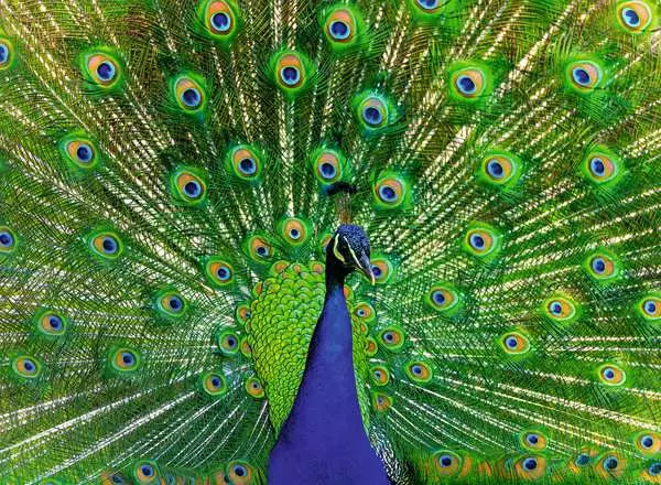 Jigsaw Puzzle<br> 500 Pieces<br> Peacock
