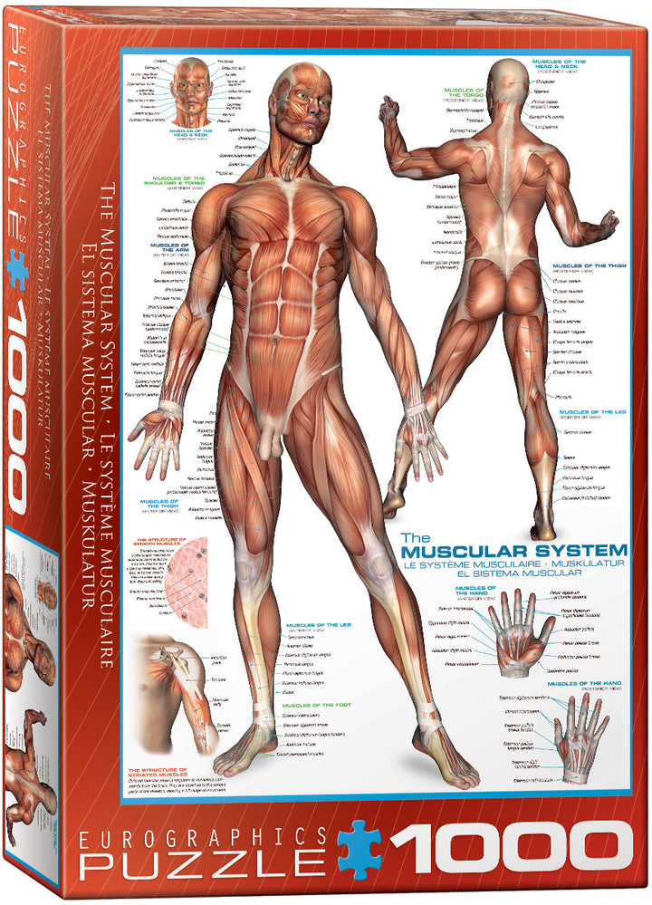 Jigsaw Puzzle<br> 1000 Pieces<br> The Muscular System