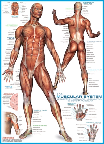 Jigsaw Puzzle<br> 1000 Pieces<br> The Muscular System