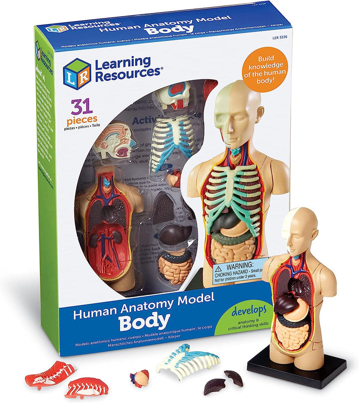 Human Anatomy Model<br> Body (31 Pieces)