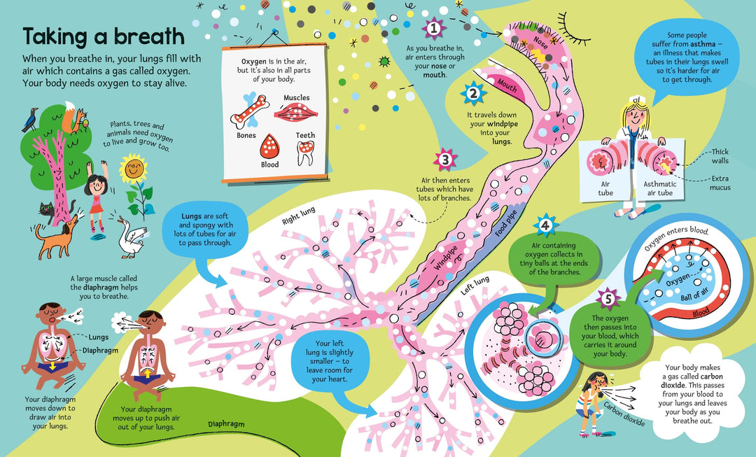 Usborne<br> Big Book of the Body